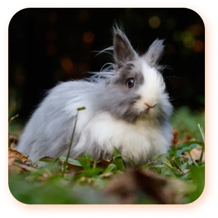 NAC à l'adoption chez Vie Animale